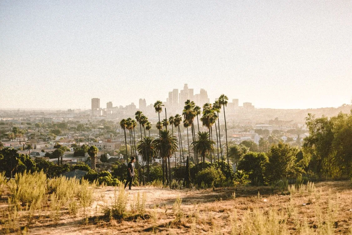 Palm trees overlooking the Los Angeles skyline in warm evening light