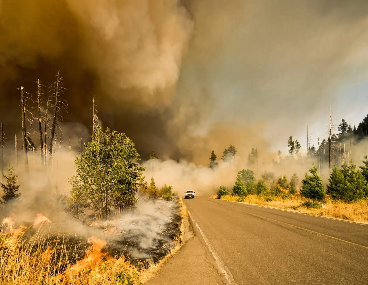 Dense wildfire smoke along a road